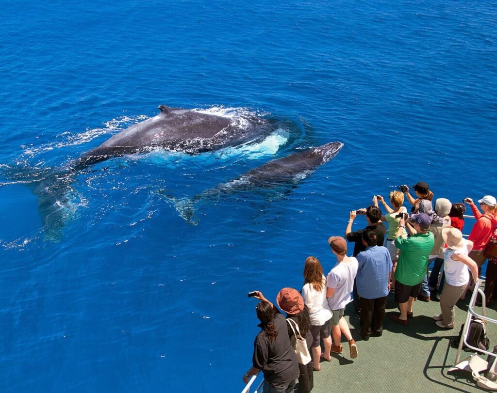 Whale Watching Tour